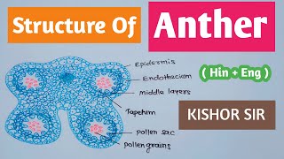 Structure of Anther and Microsporogenesis  Anther structure  Class 12  Bio  HinEng Kishor Sir [upl. by Pren]