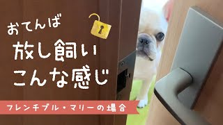 【室内放し飼い】リビングで好き放題！おてんば子犬フレブルマリーの場合 French bulldog diary [upl. by Niamrej]