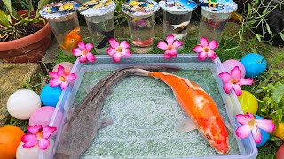 Unboxing Ikan Cupang Hias Ikan Koki ikan Lele Ikan Hias Ikan Guppy Oscar Koi Ikan Channa [upl. by Tomi]