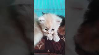 😍😹 song cat catlover [upl. by Pinchas202]