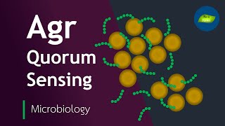 Autoinducing Peptides AIP in Staphylococcus Quorum Sensing [upl. by Frisse508]