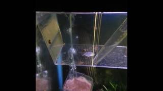 Collecting swordtail fry from a trap with a turkey baster [upl. by Aralomo338]