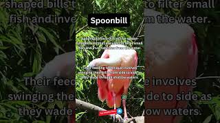 Amazing Spoonbill Fact [upl. by Esojnauj]