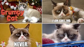 The Best Worlds Grumpiest Cat Tardar Sauce Funny Commercials Ever and Never [upl. by Tor]