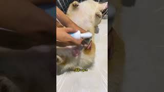 Bọt chà chân Mastercare pet corgi chó dog cún funny nacnovagiacgioi [upl. by Pamelina]