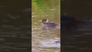 Watch these mergansers make spectacular dives [upl. by Ahsinat702]