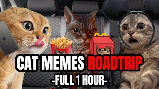 CAT MEMES ONE HOUR OF ULTIMATE CAT MEMES ROADTRIP [upl. by Lauryn]