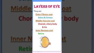 TIPS 16 What are the 3 layers of the eye  LAYERS OF EYE [upl. by Renata552]