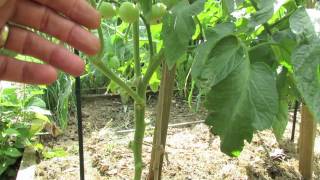 TRG 2012 Tomato Stem Pruning Single Double and Triple Stems [upl. by Innavoeg]