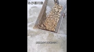 戶外捕魚：漁民用小沙蚤垂釣海鮮 釣魚 釣魚的樂趣只有釣魚人懂 原來釣魚才是抖音運動頂流 [upl. by Latia]