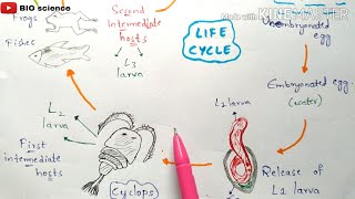 Gnathostomiasis  gnathostoma spinigerum life cycle Symptoms Incubation period  Bio science [upl. by Phalan475]