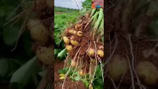 Potatoes harvesting from farmers and rural farming life satisfying agriculture harvesting shorts [upl. by Cyna315]