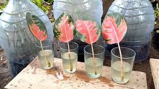 how to grow aglaonema from cutting leaf [upl. by Danika]