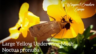 Facts About Large Yellow Underwing Moth  Huismoeder Mot  Nachtvlinder  Noctua pronuba  Info [upl. by Andert]