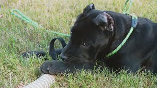 Man arrested for stealing 3monthold puppy from boat in Southeast DC [upl. by Aldo]