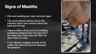 Mastitis in Mares [upl. by Pansy878]