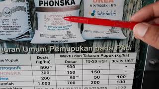 Begini Cara Memupuk Padi Sawah Yang Baik Agar Produksi Tinggi [upl. by Lucinda397]