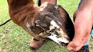 The biggest abscess An animal with so much pain 2 [upl. by Joanna]