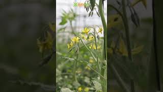 Diatomix en Tomate agricultor agriculture agricultura agriculturefarming fertilizer tomate [upl. by Akihsar]