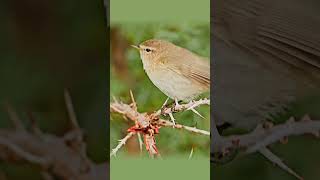 Common Chiffchaff A Closer Look at Their Call and Display 🐦 [upl. by Milan]