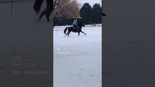 Skijoring Snowboarding with my horse viralvideo funny pets cute snow skiing skijoring [upl. by Elene725]