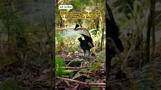 Is the Superb Lyrebird REALLY the King of Australian Wildlife birds austrailian animals [upl. by Narod290]