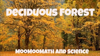 Temperate Deciduous ForestWorld Biomes [upl. by Furie293]