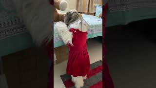 Dancing lhasa apso  lhasa apso breed  lhasa apso jumping [upl. by Rafaello]