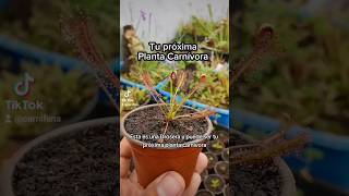 Tu próxima planta carnívora  Drosera carnifans plantascarnivoras [upl. by Orling899]