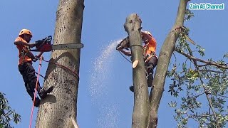 tree cutting skills in anticipation of a falling tree disaster [upl. by Ahsia843]