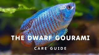 DWARF GOURAMI CARE GUIDE  HOW TO CARE FOR YOUR DWARF GOURAMI [upl. by Boeke]