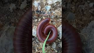 I Spent 30 Days Using Millipedes as Bait and Heres What Happened 1 [upl. by Ardaid]