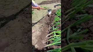 Green onion planting tungsten steel shovel Good tools and machinery can increase work efficiency [upl. by Danyelle]