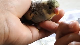 How to hand feed a baby budgie For beginners [upl. by Elleirda]