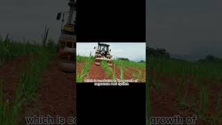 High Efficiency weeding and fertilizing Sugarcane Cultivator Rotary Tiller for sugarcane Planting [upl. by Ylrad962]