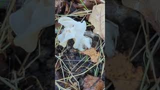 A beautiful White Elfin Saddle mushroom mushroom elfin helvella [upl. by Bard832]