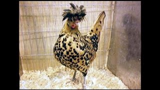 Appenzeller Spitzhhaube Bantam gold spangled National Poultry Show UK [upl. by Yelkrab]