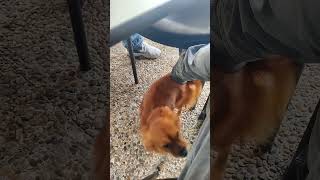 Perrito Descubre la Mejor Forma de Rascarse ¡Con Mi Zapatilla [upl. by Jaenicke]