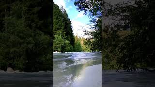 Forest sounds for stress relief  Forest Birds Chirping nature sounds shortsshortvideoshortsfeed [upl. by Ainedrag410]