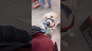 what an average outting looks like with a service dog dogtraining servicedog youtubeshorts dog [upl. by Zoilla922]