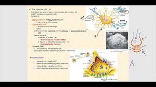 Lecture Video 3 Nervous Tissue [upl. by Yvad]