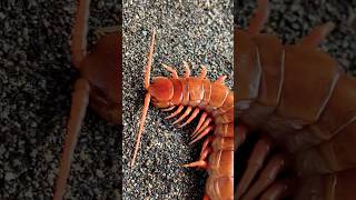 Scolopendra subspinipes quotAlbinoquot Female [upl. by Giglio361]