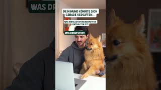 Was wirklich in Hundefutter enthalten ist hundefutter hundeliebhaber hundeernährung doglover [upl. by Nelad]