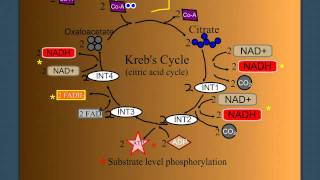 Cellular Respiration Part 2 The Krebs Cycle [upl. by Akiram903]