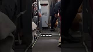 gato se escapa y camina en pasillo de avión mientras vuela [upl. by Eoz725]