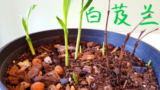 白芨兰发芽了！Bletilla striata [upl. by Kachine]