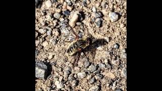 Arı sineği ile örümcek Araña con mosca abeja decapitada عنکبوت با مگس زنبور سر بریده [upl. by Akitahs]