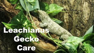 Leachianus Gecko Care [upl. by Savory954]