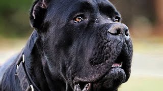 Why I Rehomed my biggest Cane Corso [upl. by Haropizt]