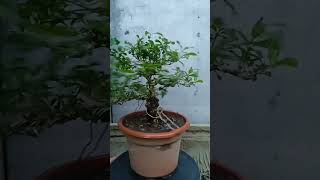 Vitex Parviflora Tugas Bato from cuttings update [upl. by Chobot415]